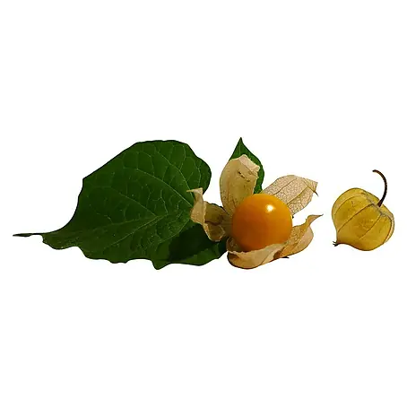 Andenbeere
