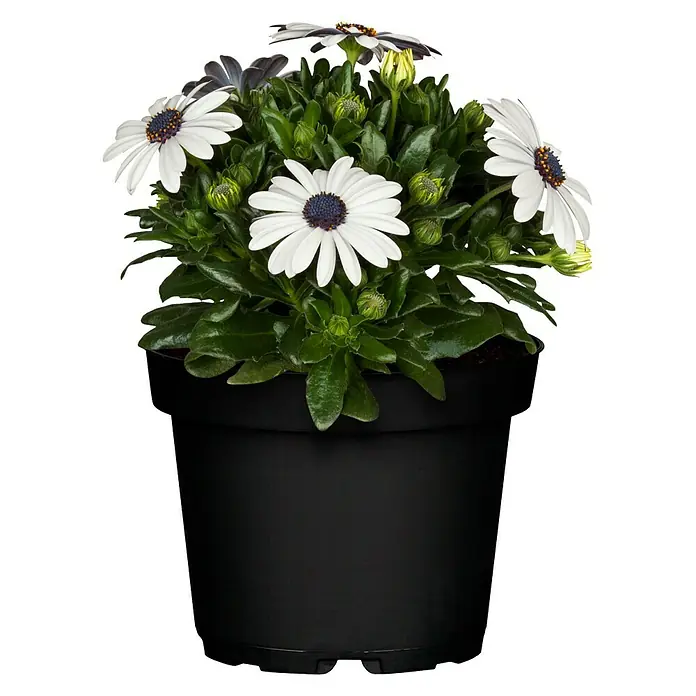 Osteospermum - Osteospermum, Tamaño de maceta: 24 cm, En función de la variedad - Vista frontal