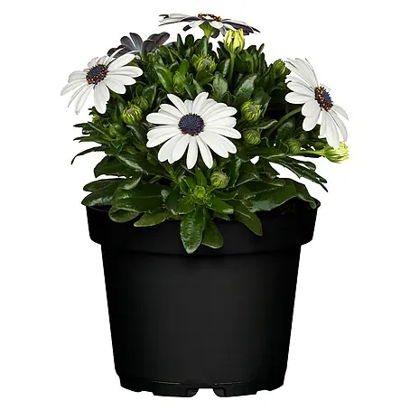 Osteospermum