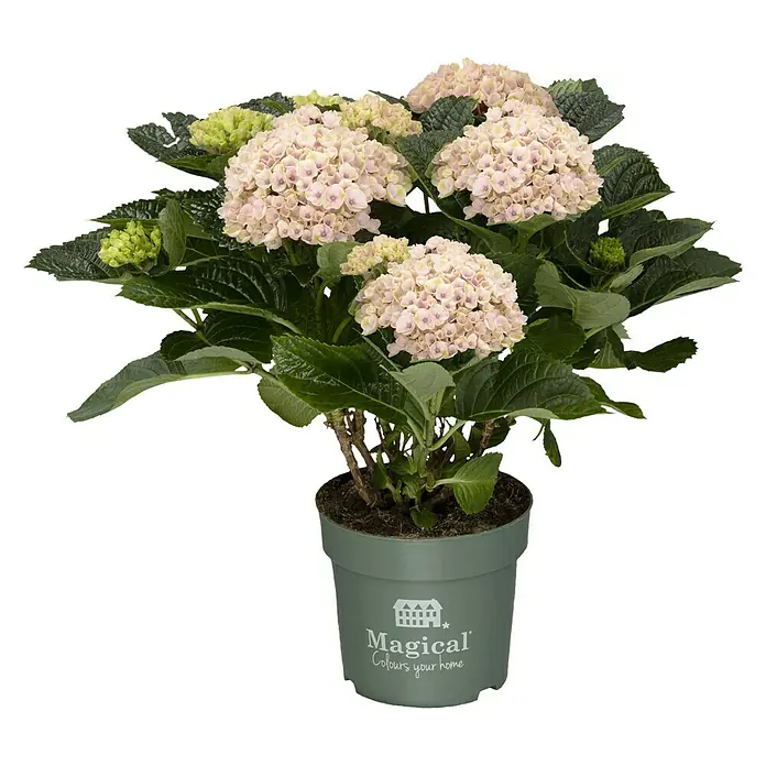 Piardino Bauernhortensie - Hydrangea macrophylla, Topfgröße: 14 cm, Sortenabhängig - Vorderansicht