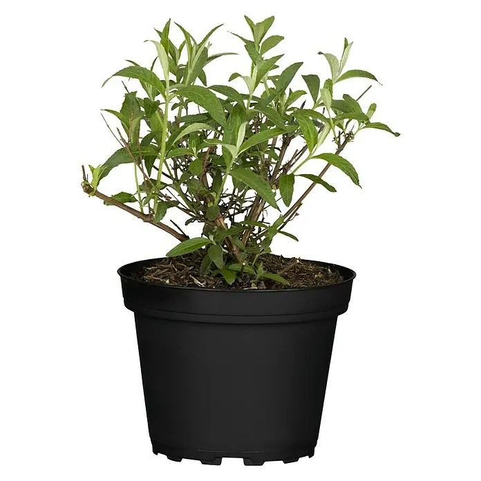 Piardino Sommerflieder - Buddleja davidii, Artenabhängig - Vorderansicht