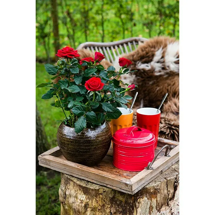 Piardino Topfrose Patio Hit - Rosa Hybride, Topfgröße: 13 cm, Blütenfarbe: Rot - Stimmungsaufnahme