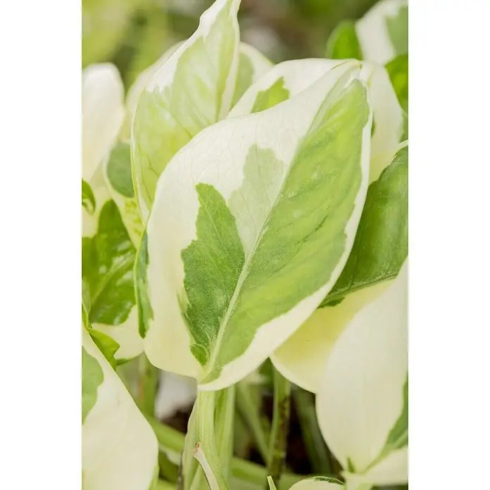 Piardino Efeutute N' Joy - Epipremnum aureum, Topfgröße: 12 cm - Detailaufnahme
