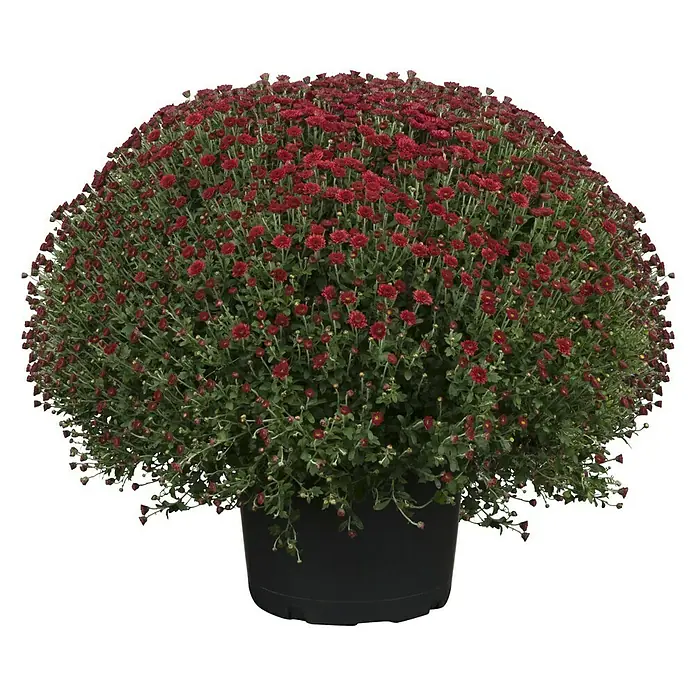 Piardino Herbst-Chrysantheme - Chrysanthemum indicum Hybride, Topfgröße: 33 cm, Sortenabhängig - Vorderansicht