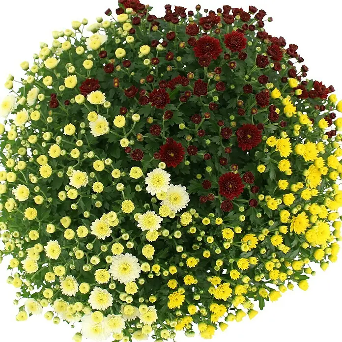 Multiflora-Chrysantheme - Chrysanthemum multiflora, Topfgröße: 14 cm, Sortenabhängig - Detailaufnahme