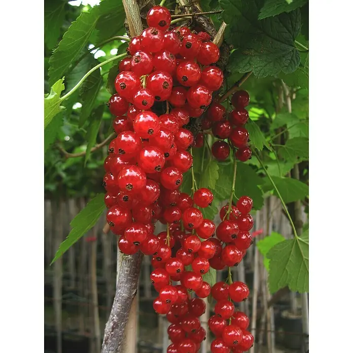 Johannisbeere - Ribes rubrum und Ribes nigrum, Topfvolumen: 2,5 l, Erntezeit: Juni - August