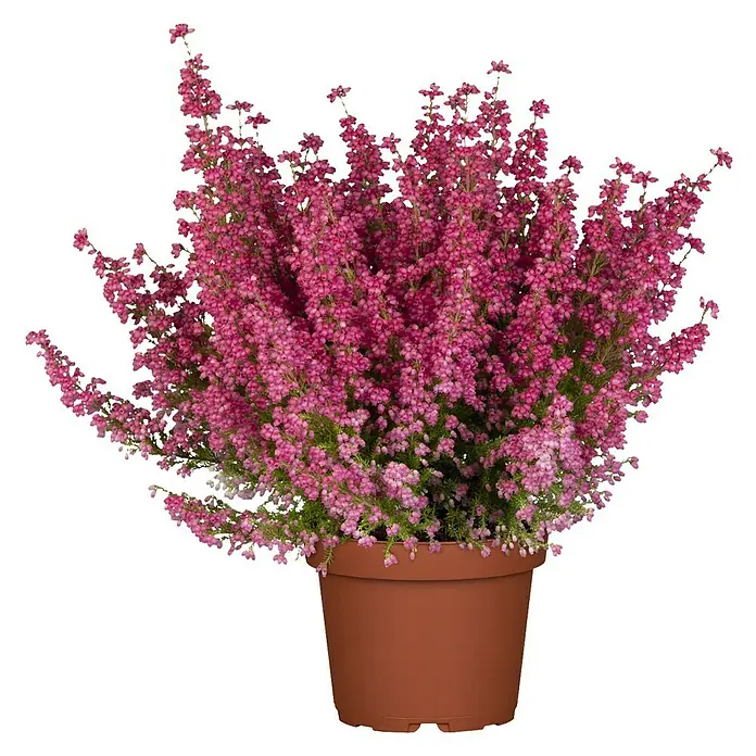Piardino Glockenheide - Erica gracilis, Topfgröße: 11 cm, Rot - Vorderansicht