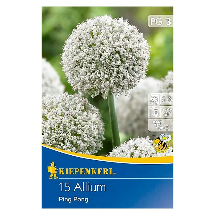 Kiepenkerl Frühlingsblumenzwiebeln Zierlauch 'Ping Pong' - Allium ampeloprasum, 15 Stk. - Vorderansicht
