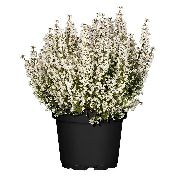 Piardino Glockenheide - Erica gracilis, Weiß - Vorderansicht