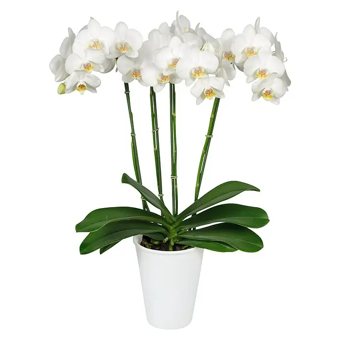 Piardino Schmetterlingsorchidee - Phalaenopsis in Sorten, Topfgröße: 12 cm, Rosa/Weiß/Hellgelb/Dunkelrot/Pink, Aufrecht