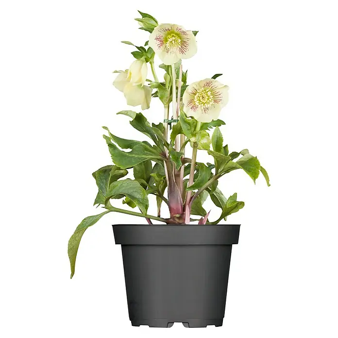 Piardino Christrose - Helleborus niger, Topfgröße: 14 cm, Sortenabhängig