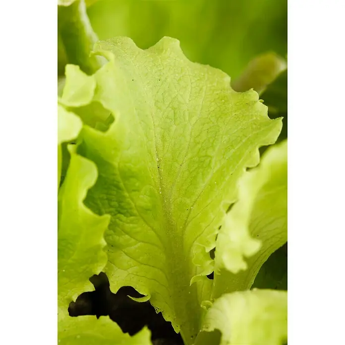 Kopfsalat Grazer Krauthäuptel - Lactuca sativa var. capitata, Erntezeit: April - Detailaufnahme