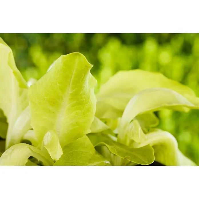Piardino Kopfsalat - Lactuca sativa var. capitata, Erntezeit: Juni - August - Detailaufnahme
