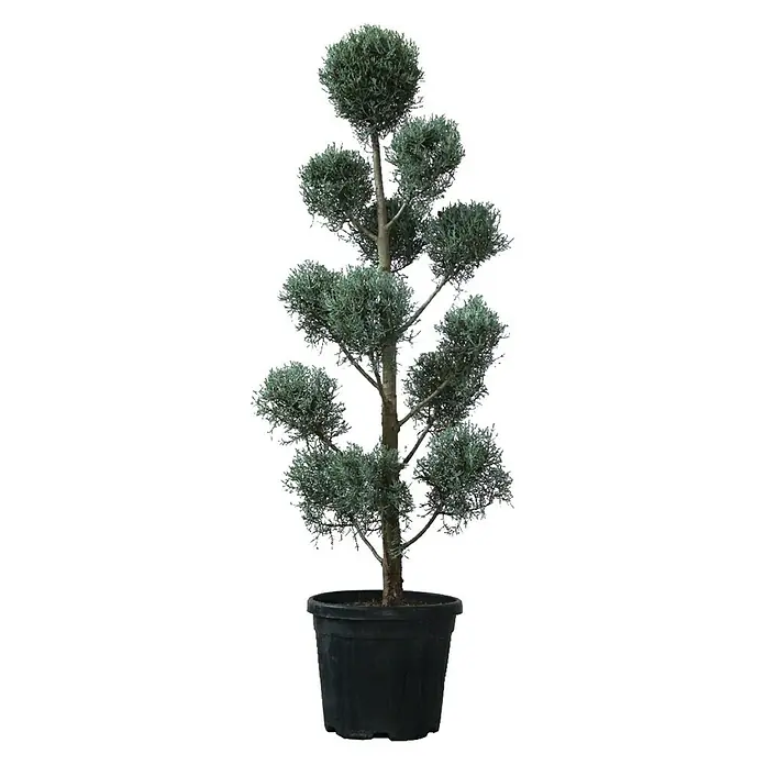 Piardino Koniferen-Mix Toskana - Cupressus Sempervirens - Vorderansicht