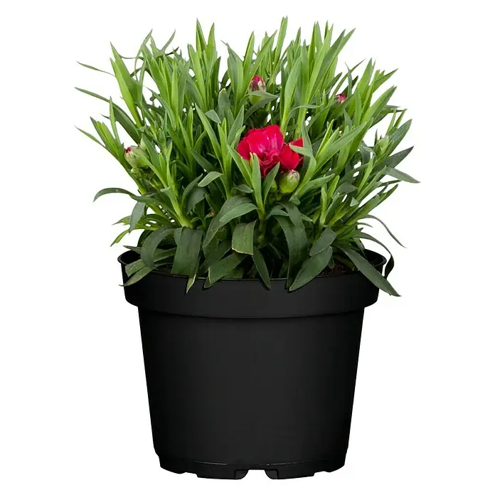 Piardino Gartennelke - Dianthus caryophyllus, Topfgröße: 12 cm, Blütenfarbe: Gelb - Vorderansicht