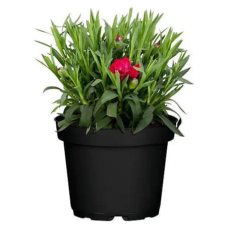 Piardino  Gartennelke