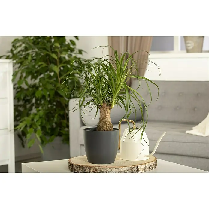 Piardino Elefantenfuß - Beaucarnea recurvata, Topfgröße: 12 cm - Stimmungsaufnahme