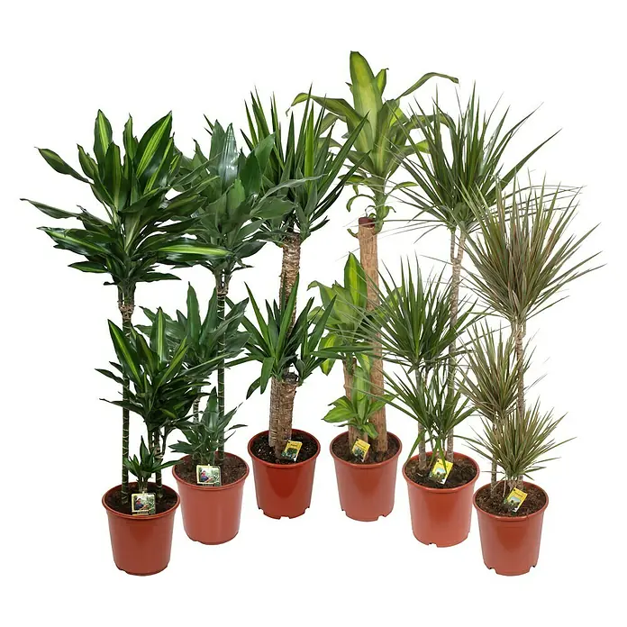 Piardino Grünpflanzen - Sortenmix, Topfgröße: 24 cm - Vorderansicht