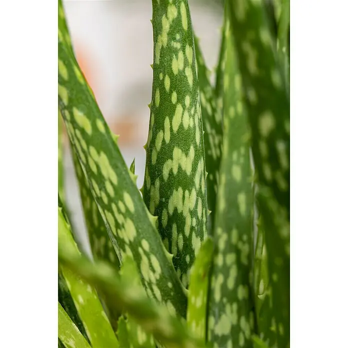 Piardino Aloe vera - Aloe Vera, Topfgröße: 12 cm - Detailaufnahme