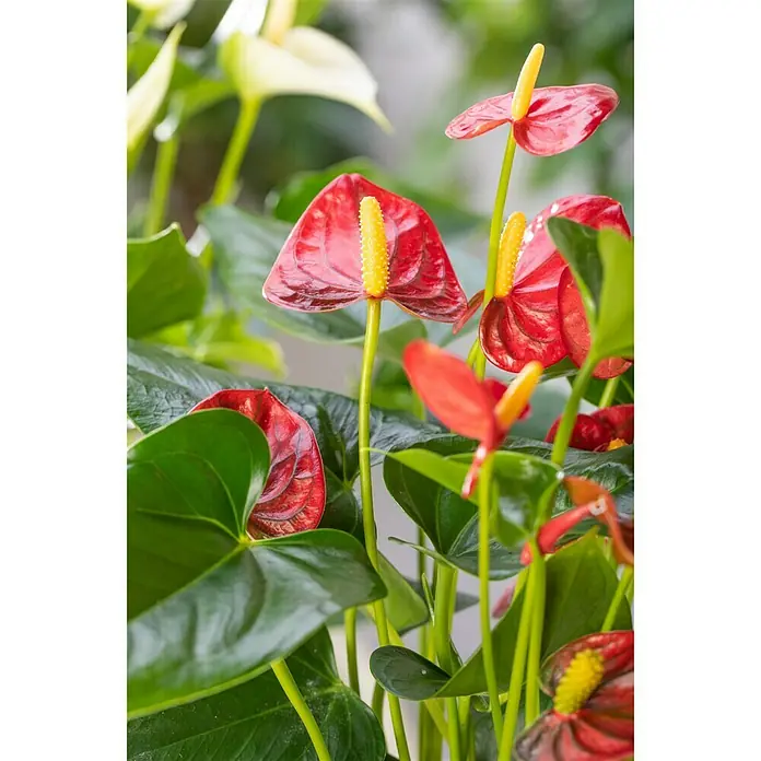 Piardino Flamingoblume - Anthurium andreanum, Topfgröße: 12 cm, Orange/Gelb - Detailaufnahme