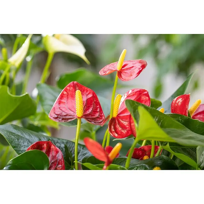 Piardino Flamingoblume - Anthurium andreanum, Topfgröße: 12 cm, Orange/Gelb - Detailaufnahme