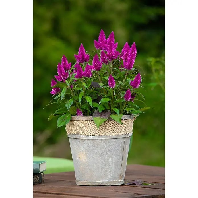 Piardino Celosía - Celosia argentea var. plumosus, Tamaño de maceta: 14 cm - Foto ambiente