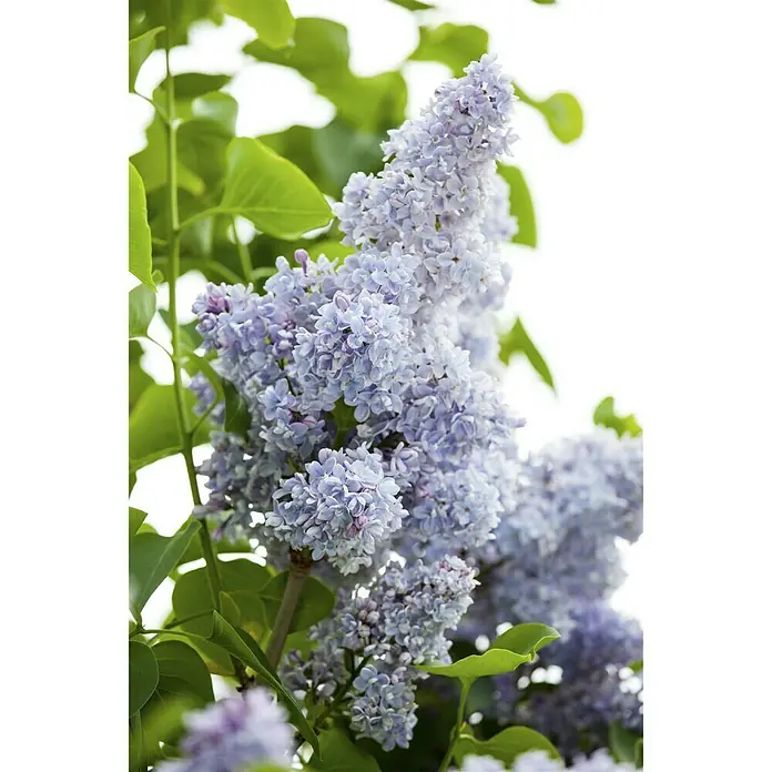 Sommerflieder - Buddleja davidii, Topfvolumen: 5 l - Stimmungsaufnahme