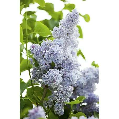 Sommerflieder