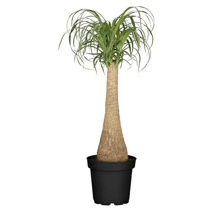 Piardino Elefantenfuß - Beaucarnea recurvata, Topfgröße: 19 cm - Vorderansicht