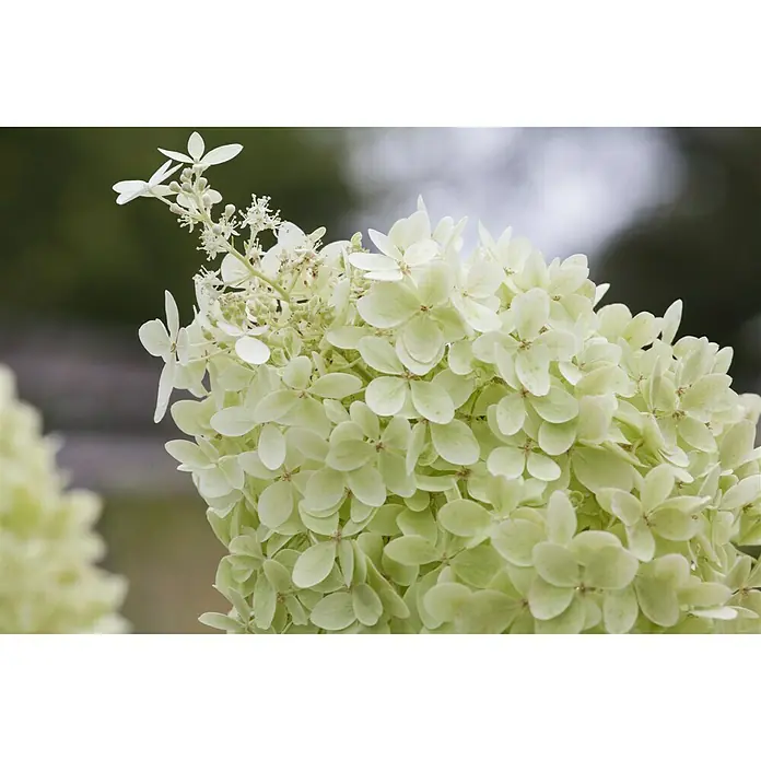 Piardino Rispen-Hortensie Limelight - Hydrangea paniculata 'Limelight', Topfgröße: 60 cm, Grün/Weiß - Detailaufnahme