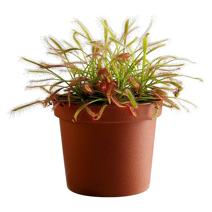 Piardino Sonnentau - Drosera binata, Topfgröße: 9 cm - Vorderansicht