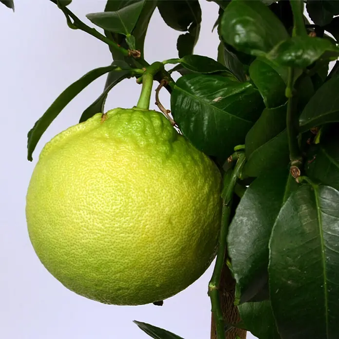 Piardino Zitronenbaum - Citrus limon, Topfgröße: 20 cm - Detailaufnahme