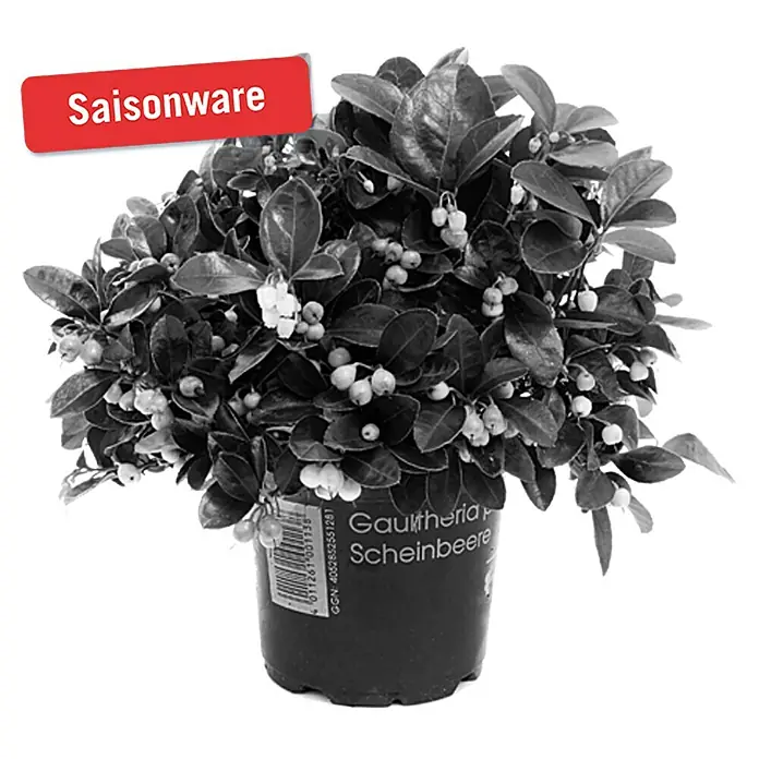 Piardino Rote Teppichbeere - Gaultheria procumbens, Topfgröße: 13 cm, Hellrosa - Vorderansicht