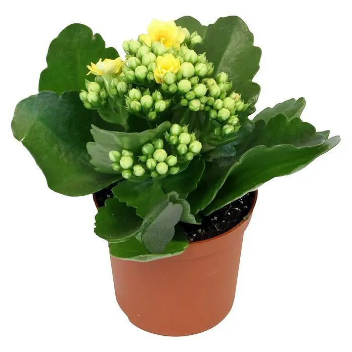 Piardino Flammendes Käthchen Mini - Kalanchoe blossfeldiana, Topfgröße: 7 cm, Gelb - Vorderansicht