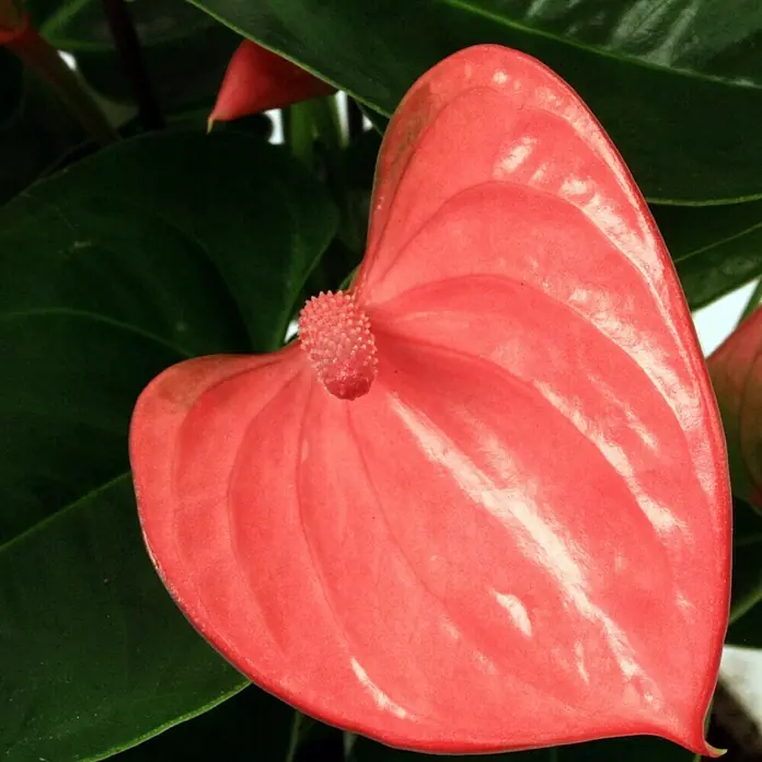 Piardino Flamingoblume - Anthurium x andreanum, Topfgröße: 17 cm, Blütenfarbe: Sortenabhängig - Detailaufnahme