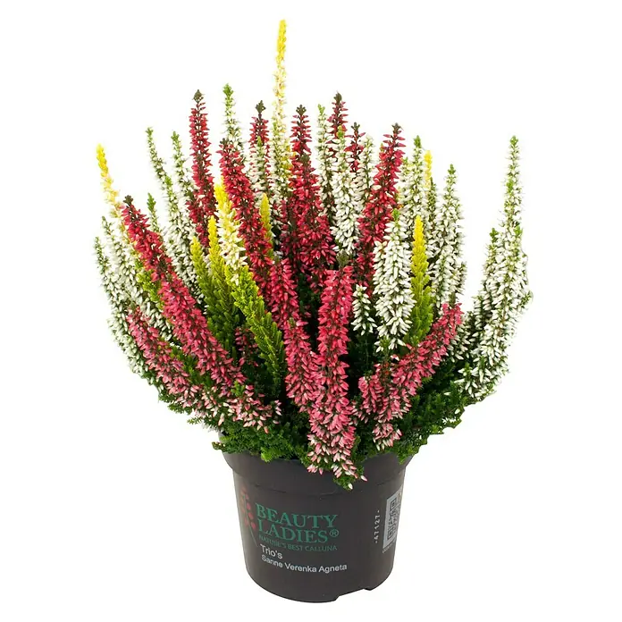 Besenheide - Calluna vulgaris Beauty Ladies Trio, Topfgröße: 11 cm, 3-farbig - Vorderansicht