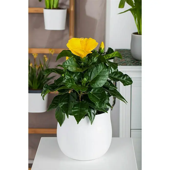 Piardino Garteneibisch - Hibiscus sinensis, Topfgröße: 13 cm, Gelb - Stimmungsaufnahme