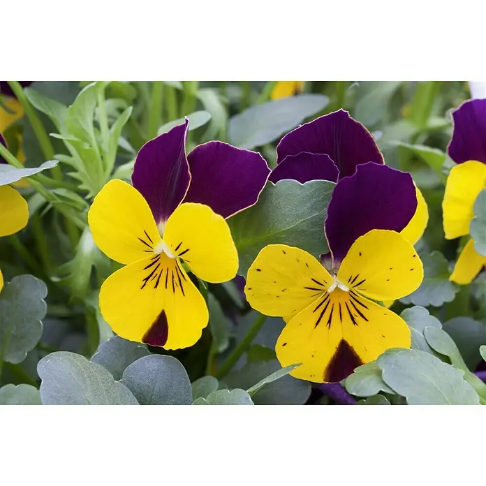 Piardino Hornveilchen - Viola cornuta, Sortenabhängig - Detailaufnahme