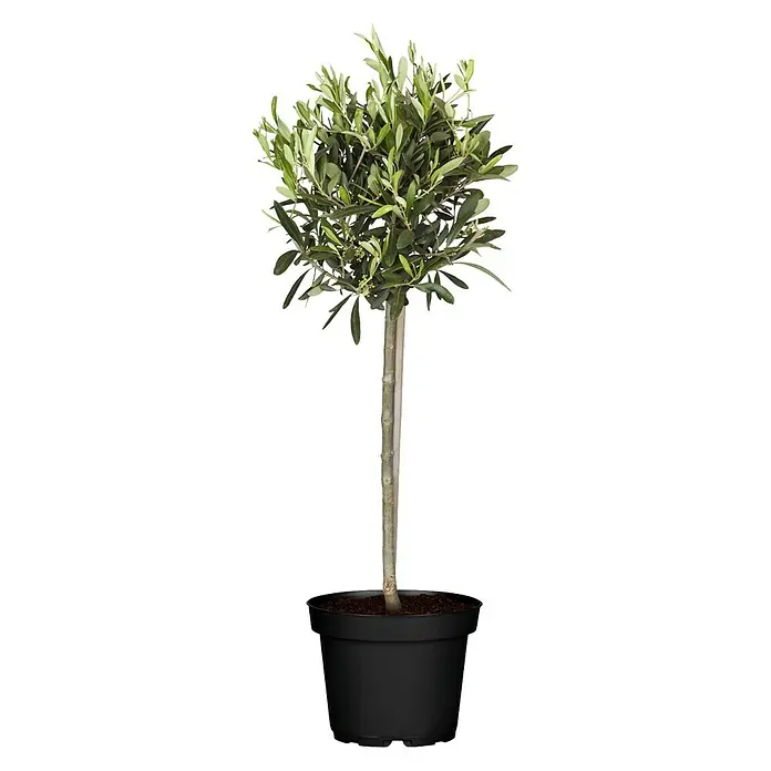 Piardino Olivenbaum - Olea europaea, Topfgröße: 20 cm, Aktuelle Wuchshöhe: 80 cm - Vorderansicht