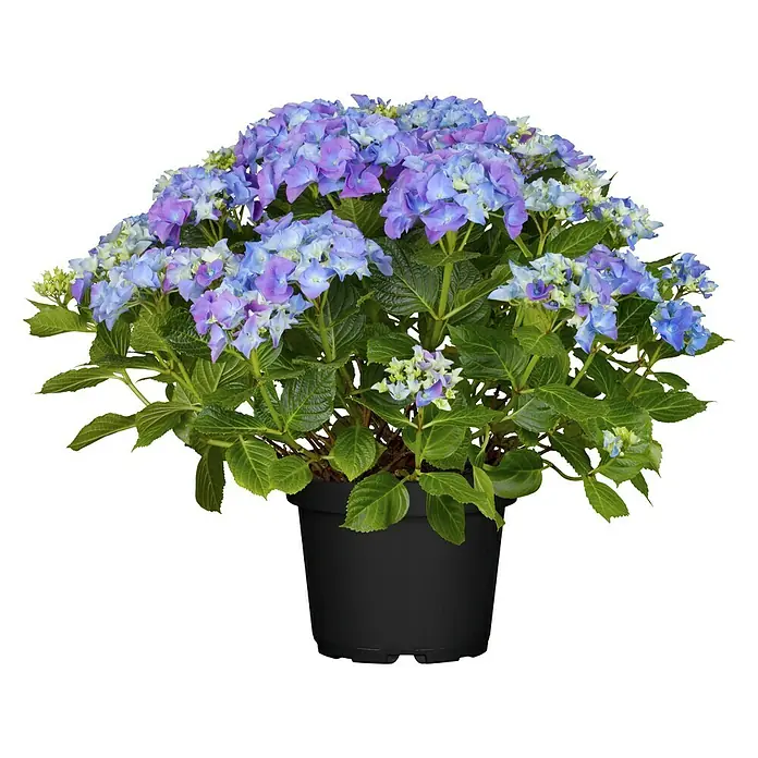 Piardino Bauernhortensie - Hydrangea macrophylla, Blütenfarbe: Blau - Vorderansicht