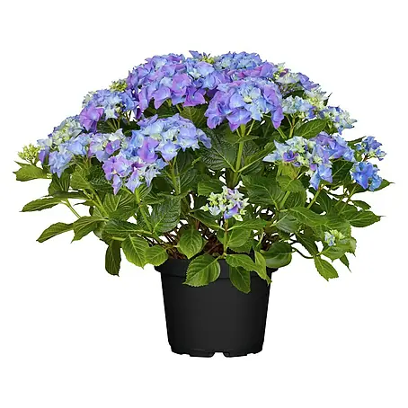 Piardino  Bauernhortensie