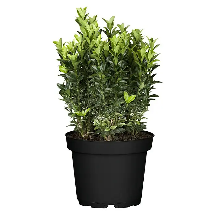 Spindelstrauch - Euonymus japonicus, Bunt - Vorderansicht