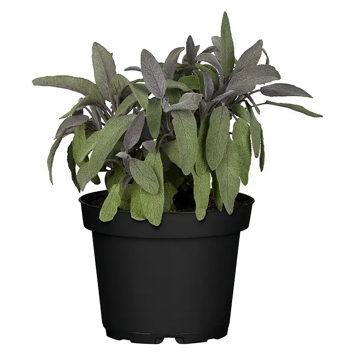 Piardino Salvia Eco - Salvia officinalis, Tamaño de maceta: 12 cm - Vista frontal