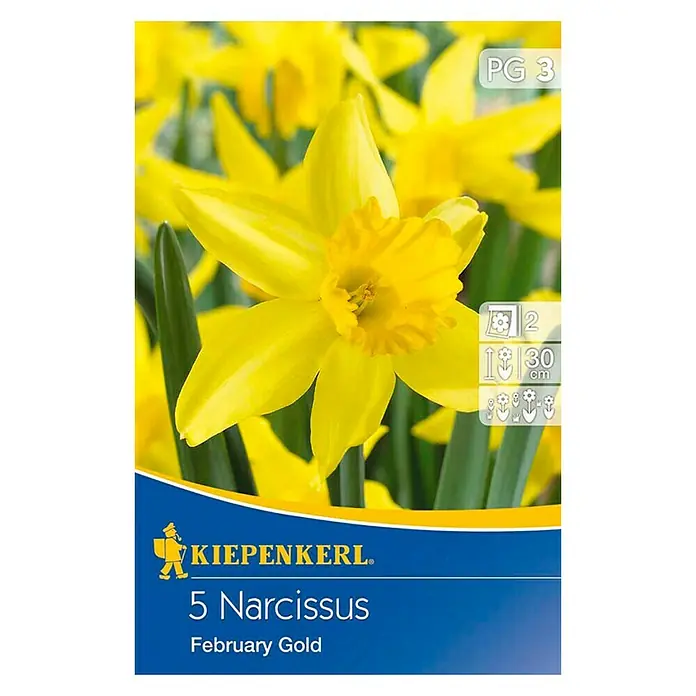 Kiepenkerl Frühlingsblumenzwiebeln Narzisse 'Febuary Gold' - Narcissus cyclamineus, 5 Stk. - Vorderansicht