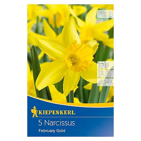 Kiepenkerl  Frühlingsblumenzwiebeln Narzisse 'Febuary Gold'