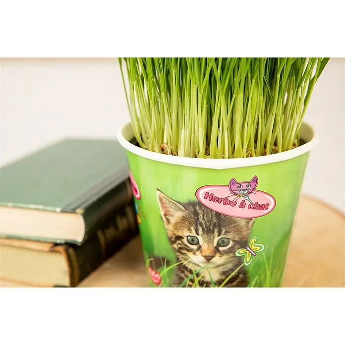 Piardino Katzengras - Topfgröße: 13 cm - Detailaufnahme