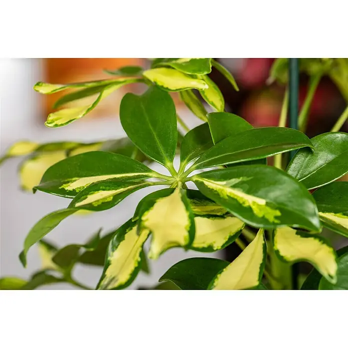 Piardino Strahlenaralie Gerda - Schefflera arboricola, Topfgröße: 12 cm, Grün/Weiß - Detailaufnahme