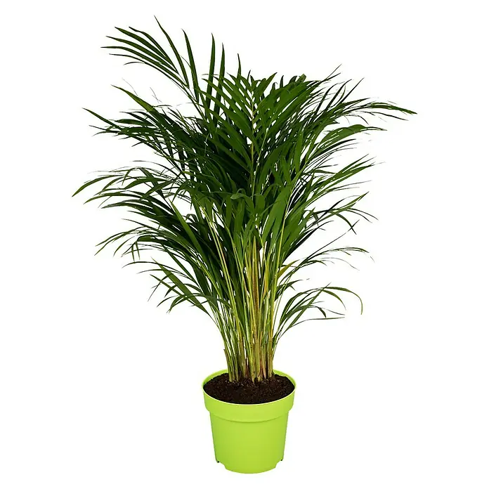 Piardino Goldfruchtpalme - Dypsis lutescens, Topfgröße: 21 cm, Blattfarbe: Grün - Vorderansicht
