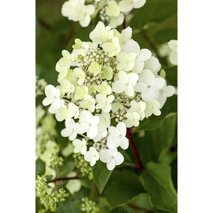 Piardino Ballhortensie 'Annabelle' - Hydrangea arborescens 'Annabelle', Topfgröße: 23 cm, Cremeweiß - Detailaufnahme