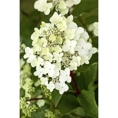 Piardino  Ballhortensie 'Annabelle'
